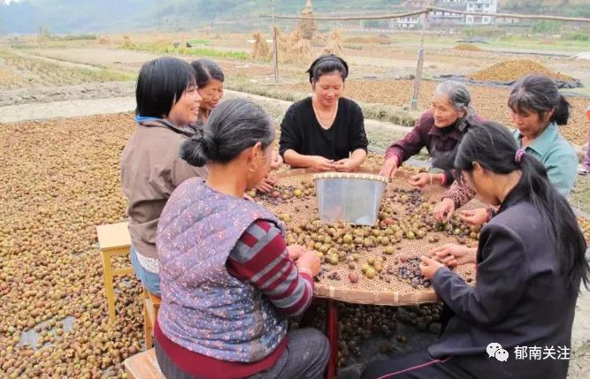 “茶油煮饭，锅底刮烂”！罗定的你试过了吗？