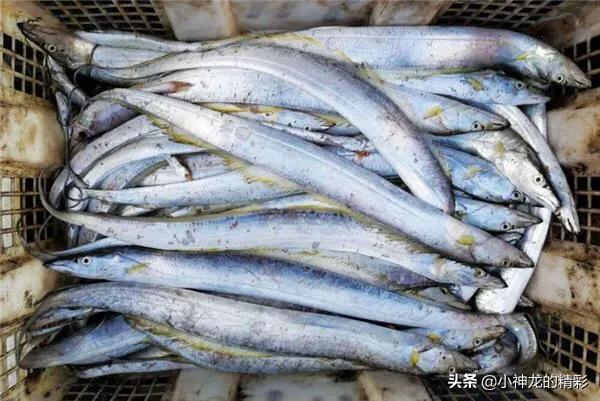 市场上常见的鱼有哪几种,八种好养的野生鱼