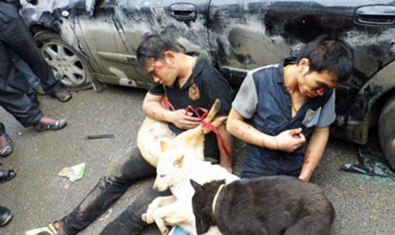 农村被狗贩子偷走的狗都去了哪里,农村偷狗贼偷的狗都哪去了