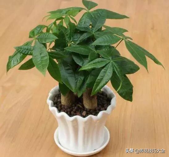 养发财树一定要注意以下几点,发财树容易被浇死