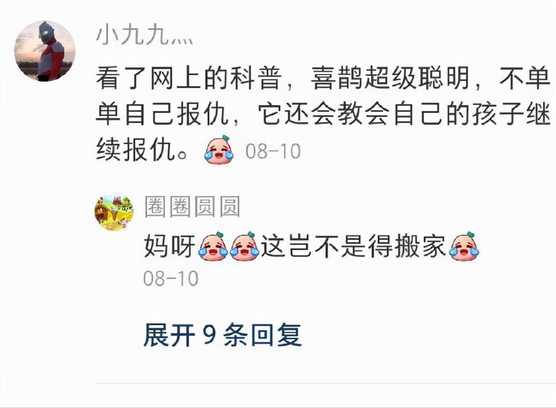 老鹰吃喜鹊被一群喜鹊欺负,老鹰为什么敢捕食毒蛇