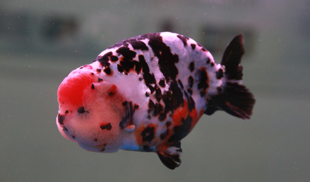 金鱼的饲养技术秘诀,如何把金鱼养好详细攻略