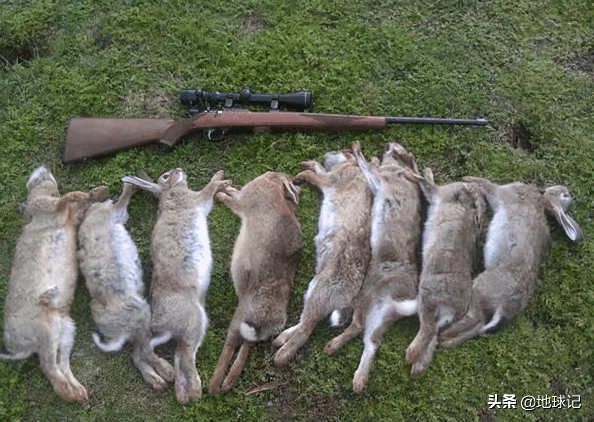 澳大利亚和兔子的五次战争,澳大利亚兔子大战是怎么回事