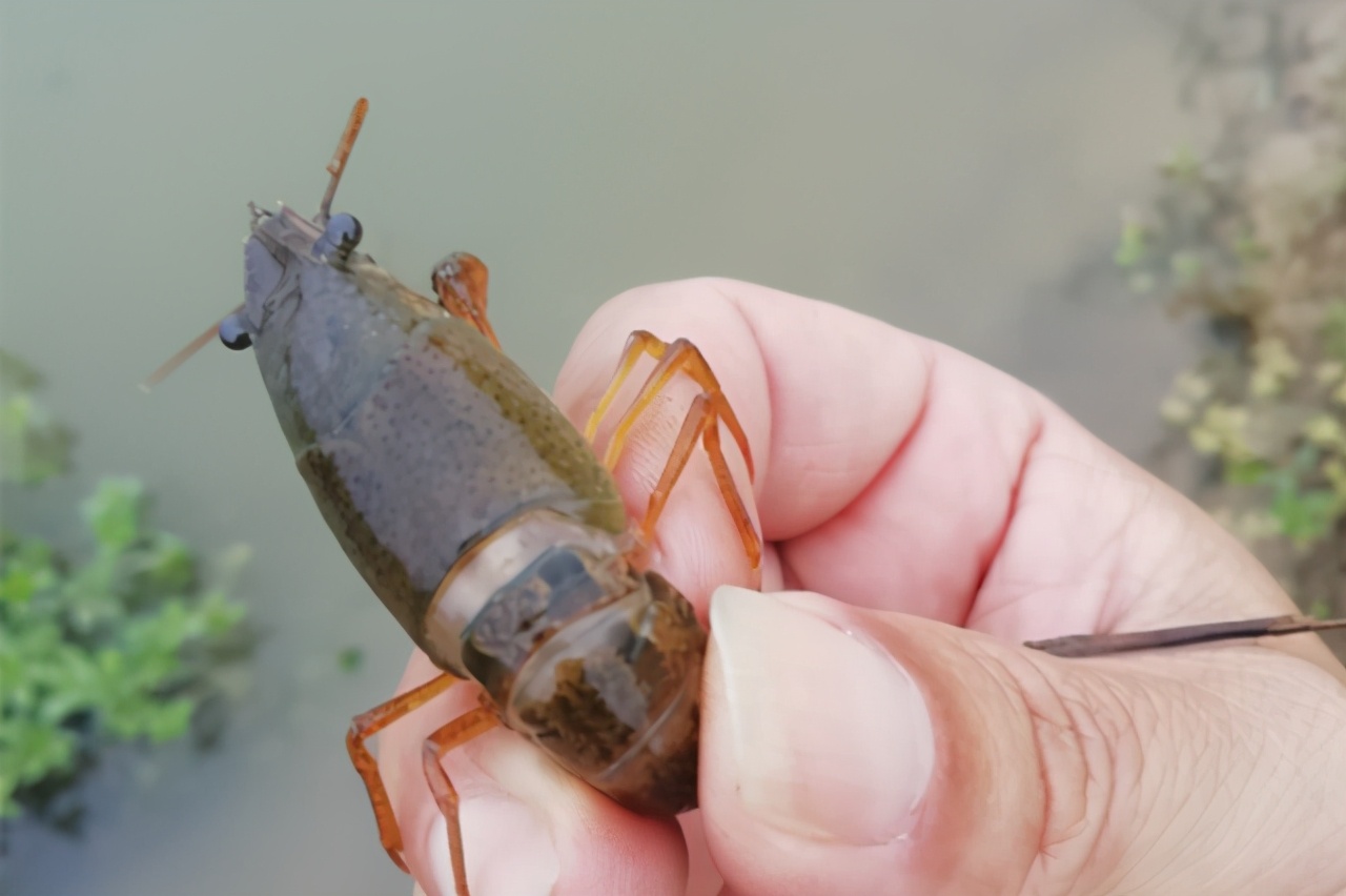 水产养殖虾蟹补钙配方,水产养鱼知识必备大全