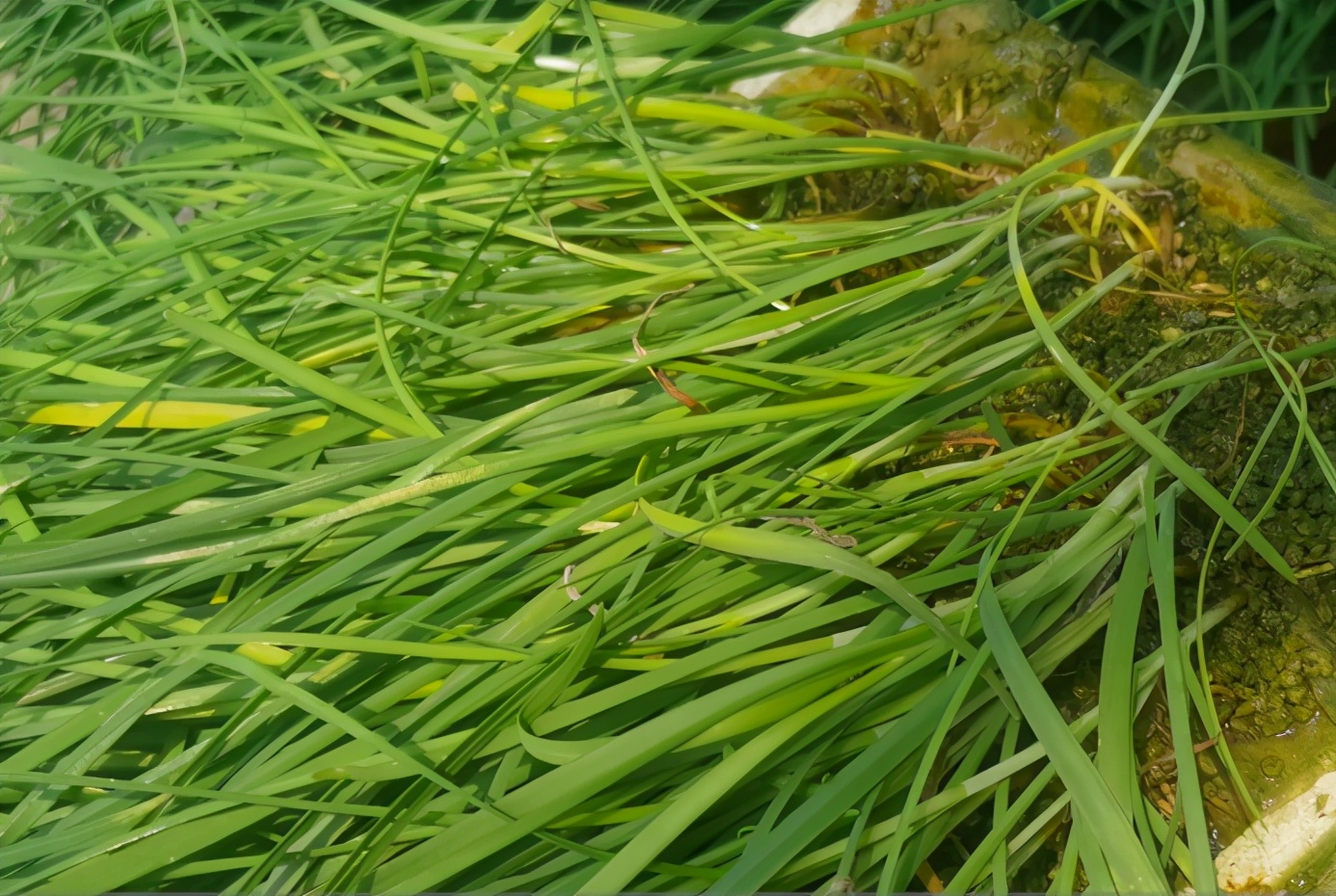 韭菜长势不旺还有黄叶怎么回事,韭菜干黄叶怎么办