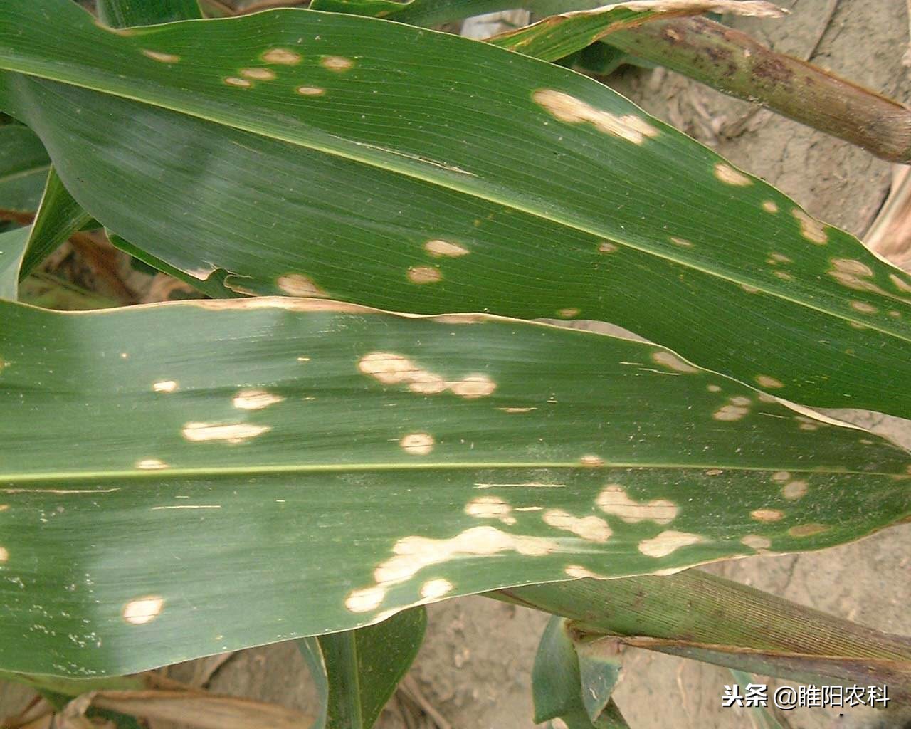 莴苣霜霉病灰霉病菌核病用什么药,灰霉病和疫病用什么药灌根