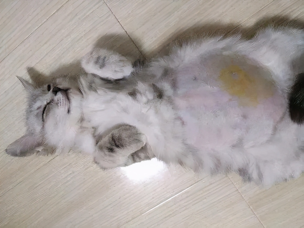 猫腹水和猫传腹还傻傻分不清楚 (腹水和猫传腹区别)