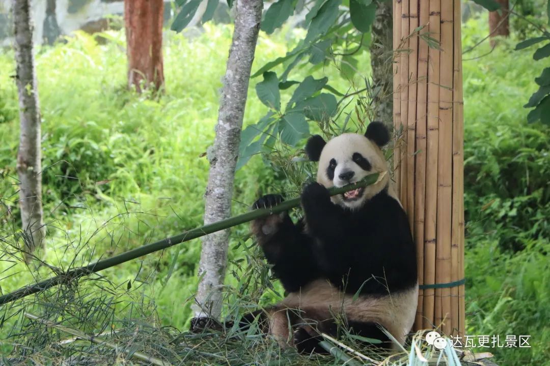 「达瓦更扎、神木垒」桃李花开感谢恩师，老师专属福利速领取