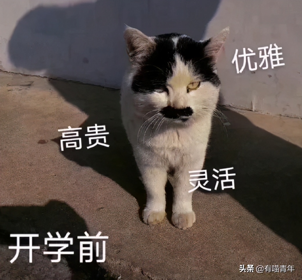 北大猫咪图鉴,中国人民大学猫咪图鉴