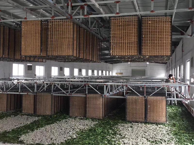 蚕虫病发病率,蚕病发生的条件