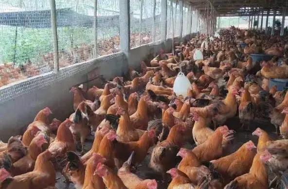 鸡病怎么越来越难治,鸡病后期难治原因