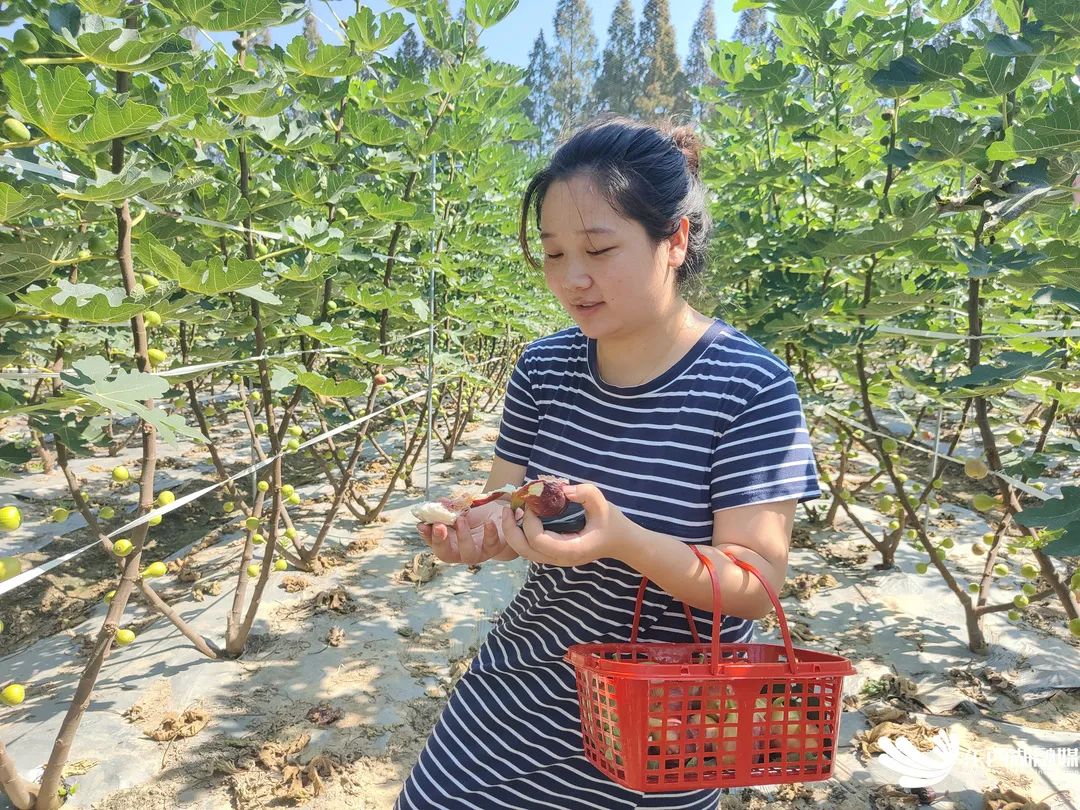 助农采果,无花果基地助农