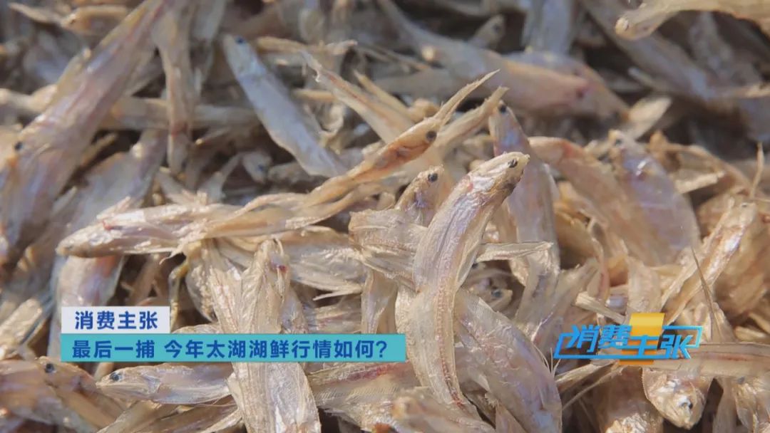 直击太湖开湖现场！鲜美湖鲜大量上市，资深吃货准备好了吗？