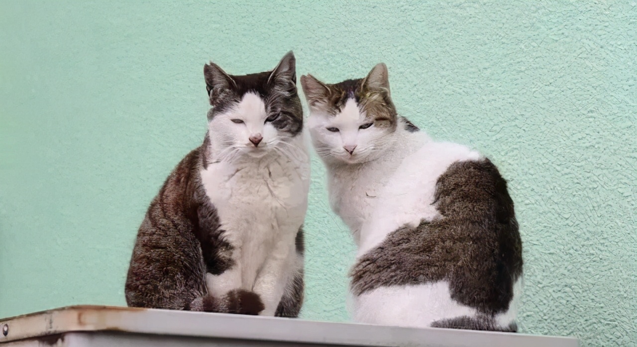 人类对猫的发展史,猫在人类发展历史的地位