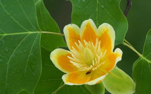 盘点世界各国国花你最喜欢哪种,盘点各国国花