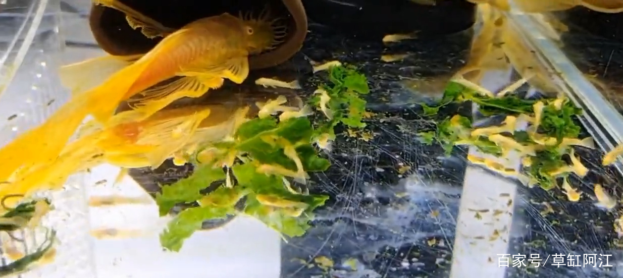 黄金胡子鱼怎么养才能更好的繁殖,黄金胡子鱼怎么养才能养活