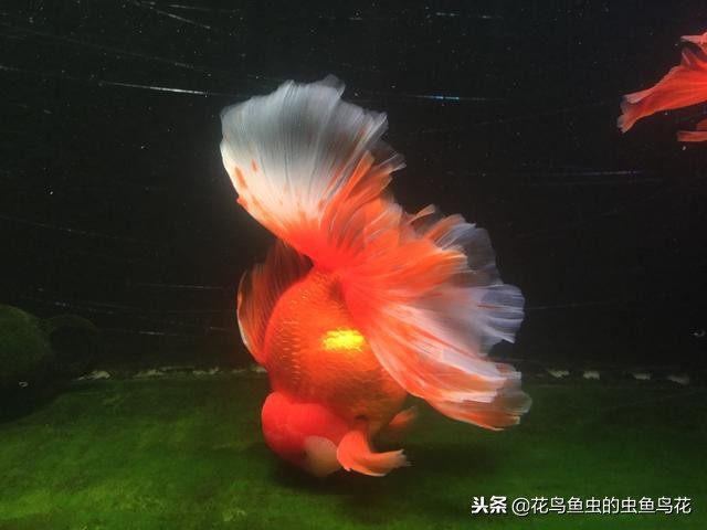 金鱼治鳃病用什么药,观赏金鱼用药有哪些药水