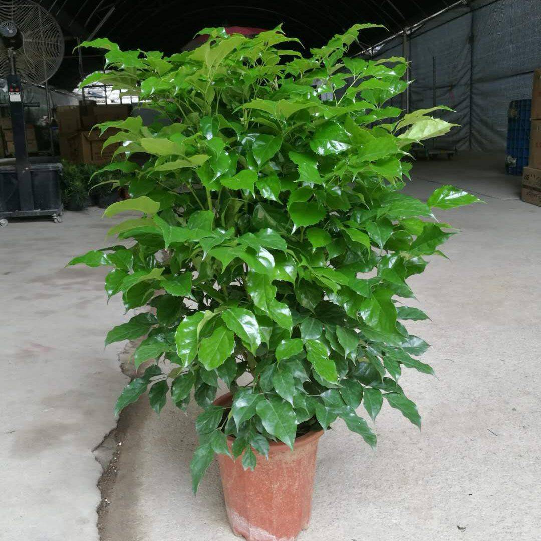 幸福树叶子发黄干枯落叶怎么补救,幸福树叶子发黄耷拉没精神怎么办