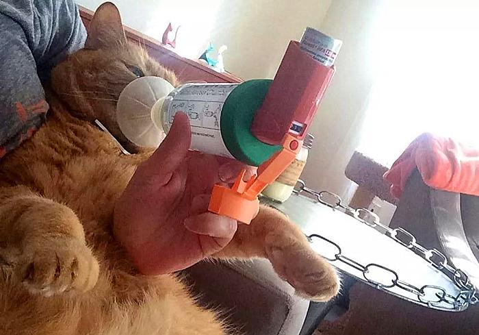 猫咪感冒咳嗽和猫鼻支区别,猫咪咳嗽也是因为猫鼻支吗