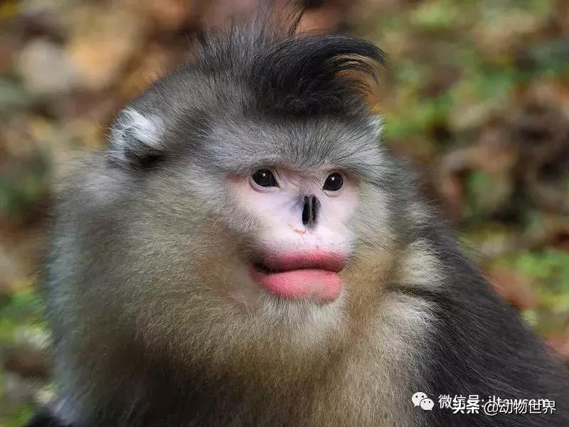 云南滇金丝猴主要栖息地为,中国濒临的动物金丝猴