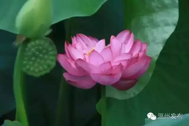 温州二线城市房租吊打一线城市,温州二线城市全景图