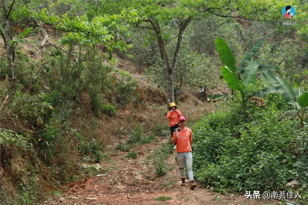 冰岛五寨糯五价格,冰岛五寨谁最有性价比