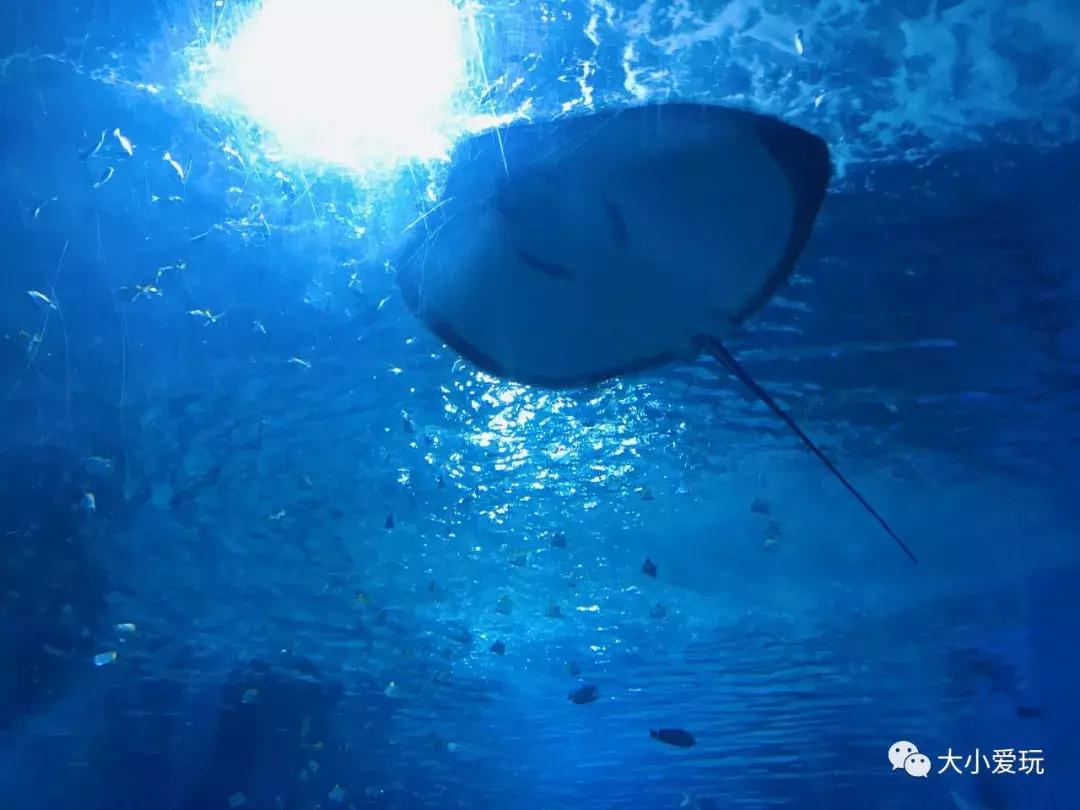 开放首日实探国家海洋博物馆，史上最抢手博物馆究竟长什么样