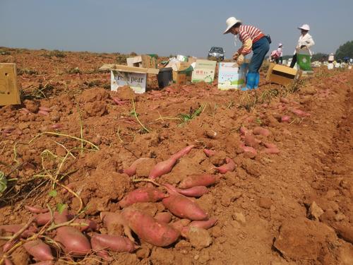 湛江哪种番薯最便宜又好吃,雷州番薯哪里最好