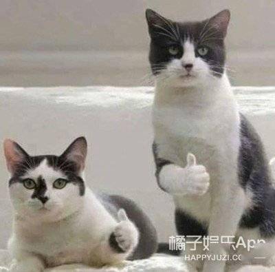 翻译被抓去选秀,翻译老师被抓到选秀