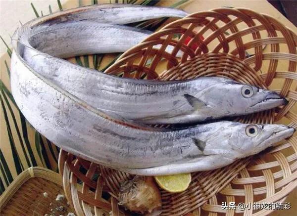 市场上常见的鱼有哪几种,八种好养的野生鱼