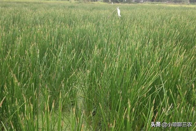 荸荠的种植技术以及营养价值介绍,每日农经荸荠种植技术