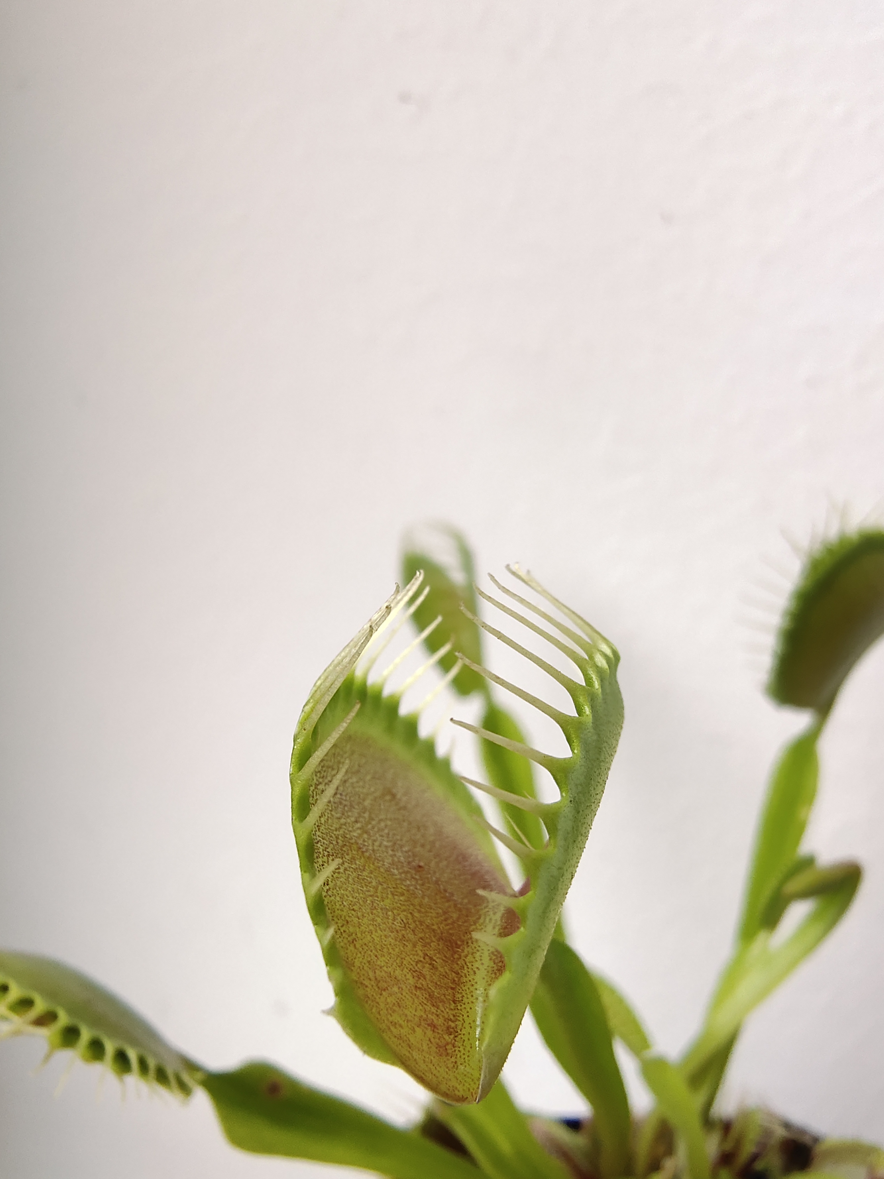 怎么让捕蝇草快速长大,捕蝇草长大是什么样子