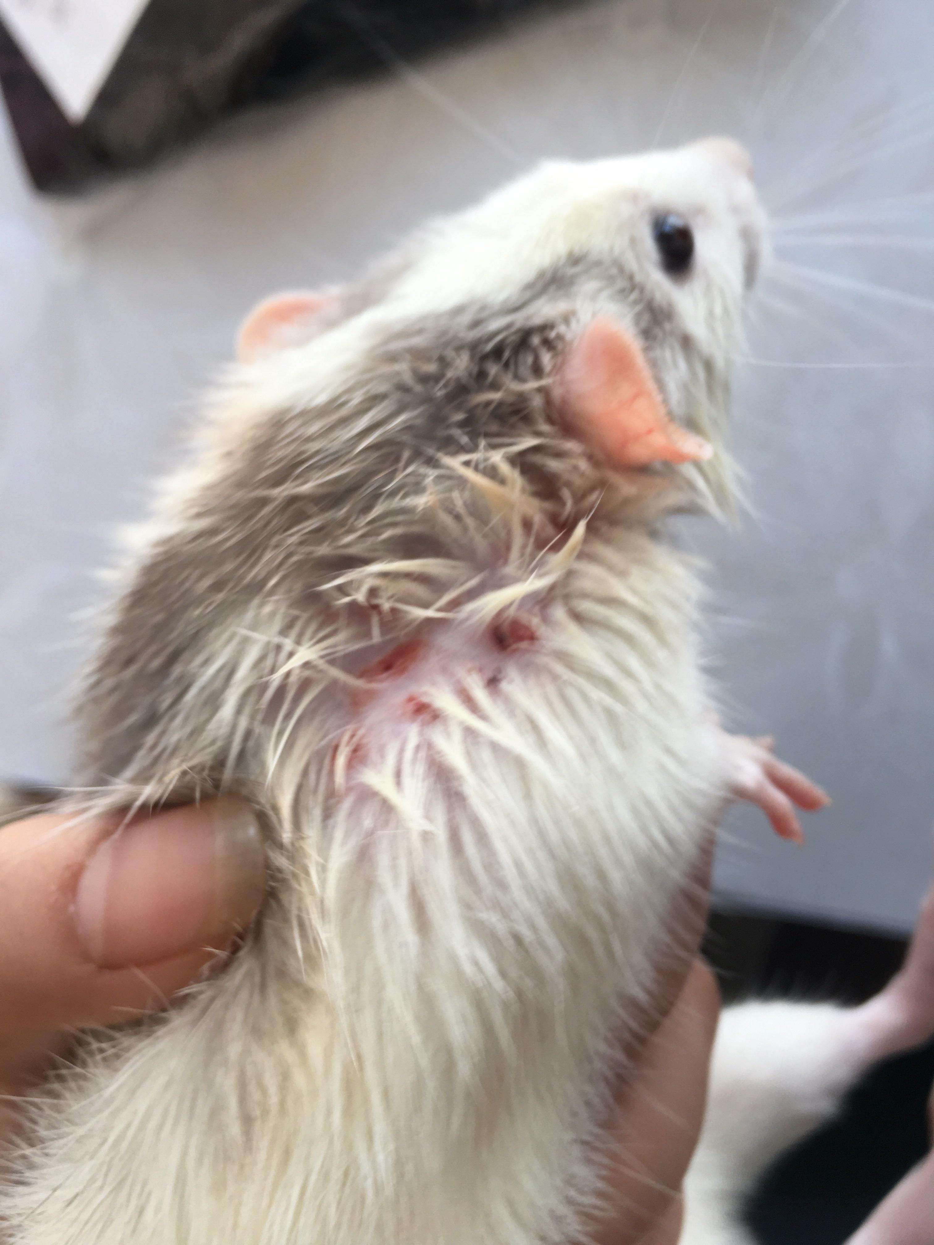 花枝鼠身上有虫子怎么消毒,花枝鼠身上有跳蚤怎么去除