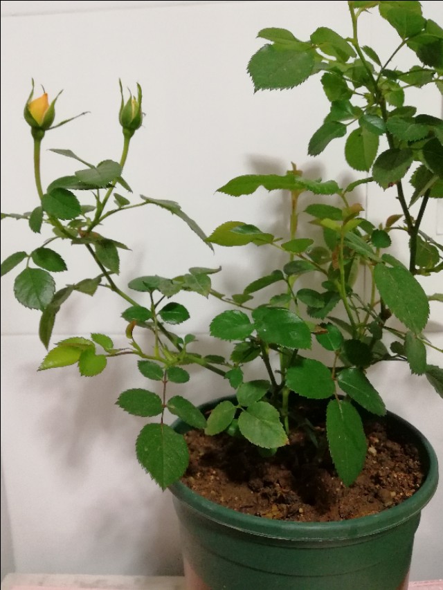 果汁阳台哪里好,果汁阳台受欢迎