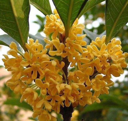 芳香扑鼻的桂花怎么养,芳香扑鼻的桂花咋样