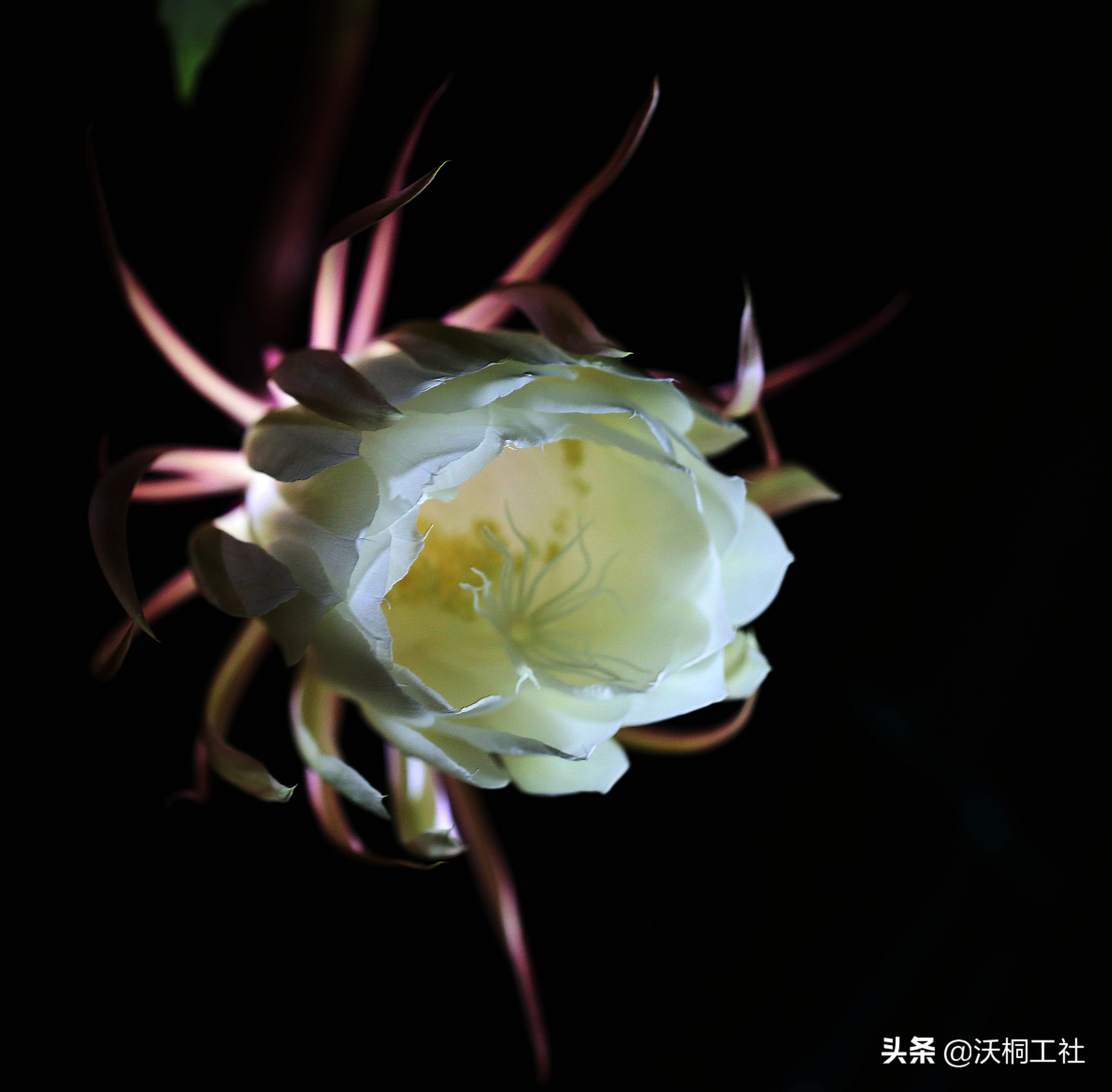 二十四节气花与诗感悟,二十四节气里的梅花诗句