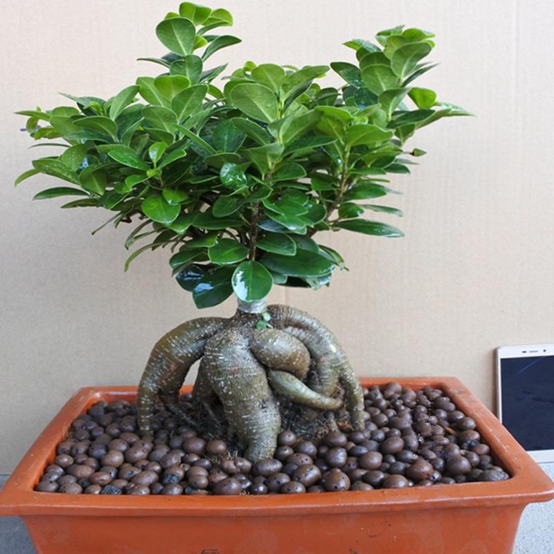 细叶榕树和小叶榕树图片对比,枝繁叶茂榕树图片