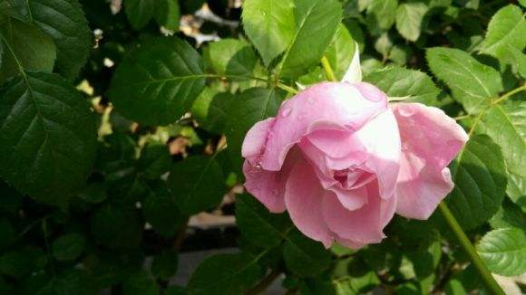 藤本月季自由精神的优缺点,藤本月季自由精神