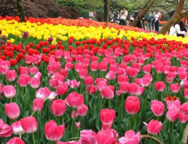 花开成景花开成诗,花开成景花落为诗