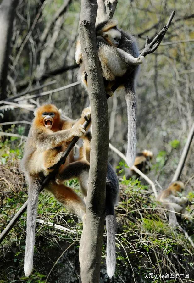 禁止野生动物保护环境人人有责,保护生态环境禁止野生动物上餐桌