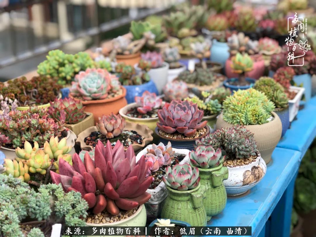 多肉怎么养度夏,多肉怎么养之度夏篇
