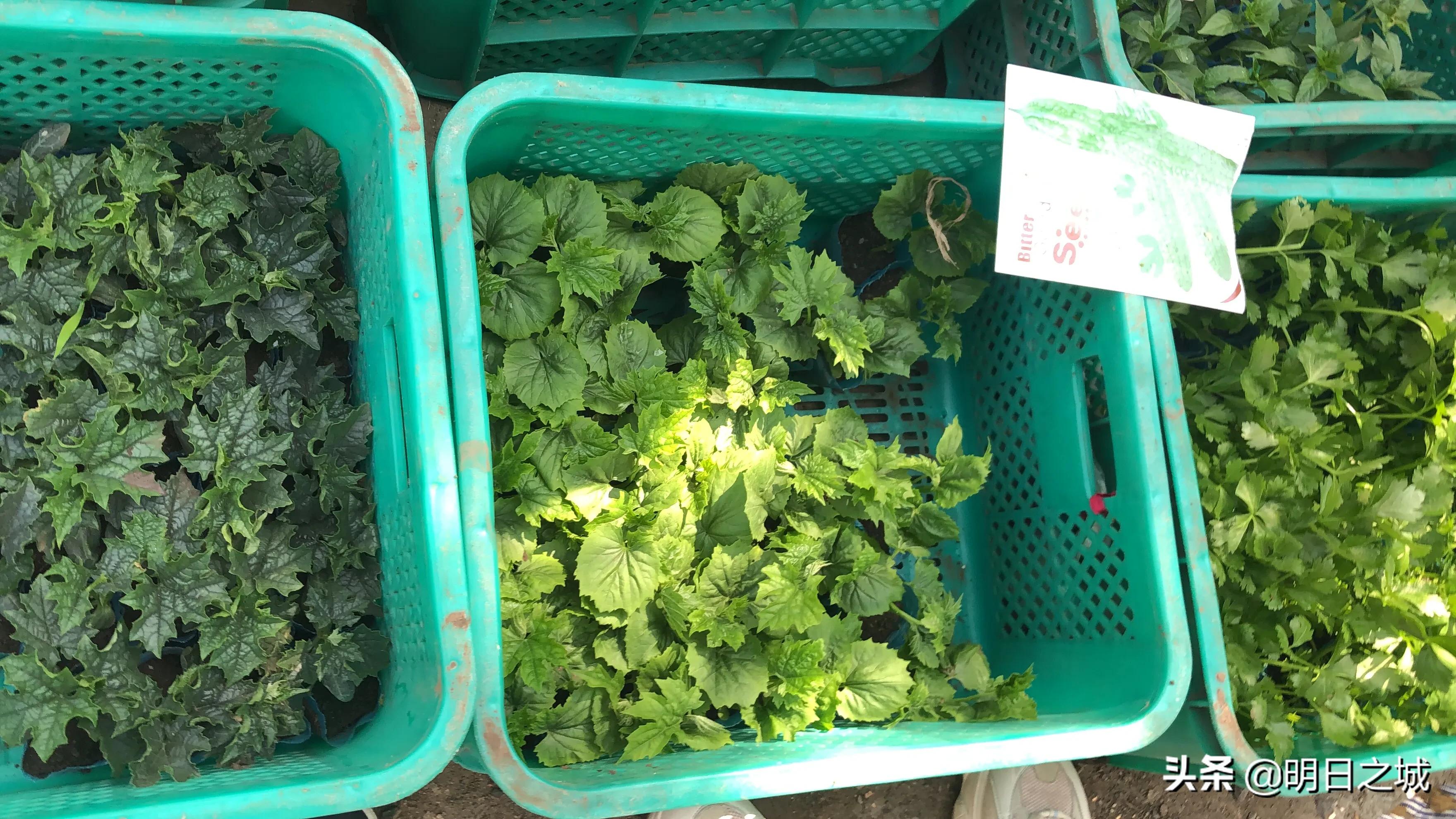 长春早市晚市大集大全2021,长春目前存在的早市