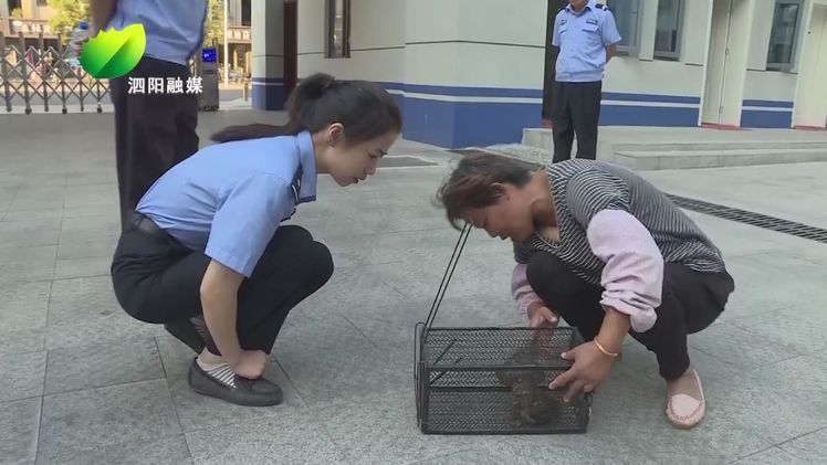 村民发现受伤猫头鹰民警及时救助,猫头鹰受伤跌落树林男子暖心救助