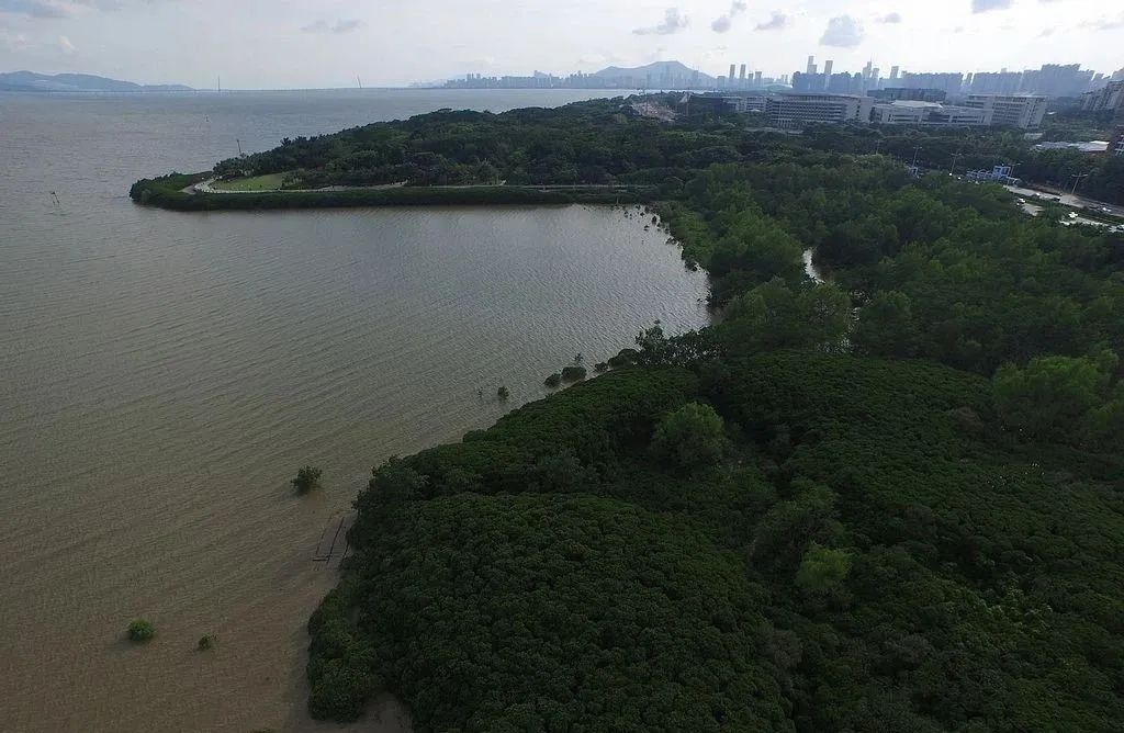 深圳湾在哪里,深圳湾是什么区的