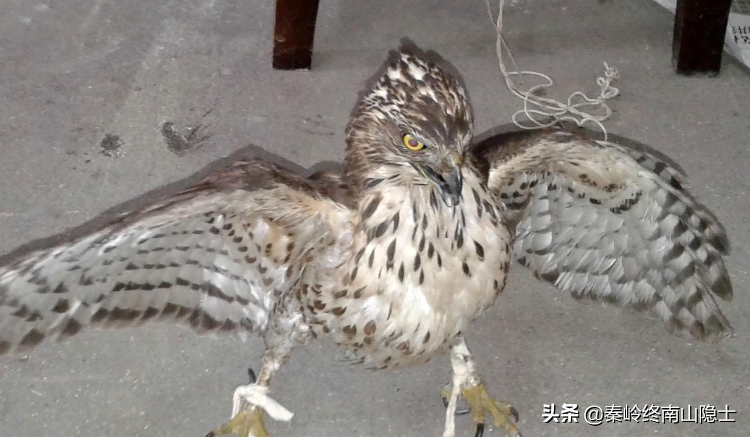 偶遇一只受伤的鸟类,发现一只受伤的鹰隼怎么处理