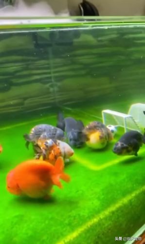 网友将鱼缸改造成“足球场”，金鱼在里面玩起了足球，太有创意了