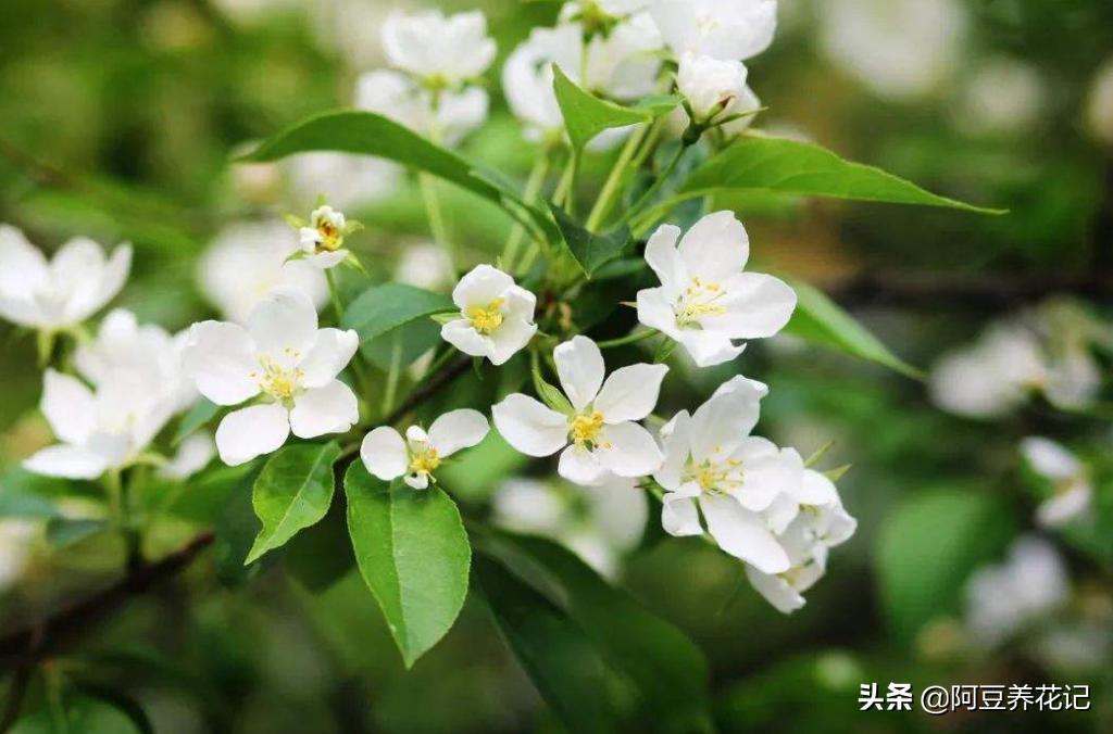 木樨科的花花“真乖”，一朵朵开花不断，越来越爱