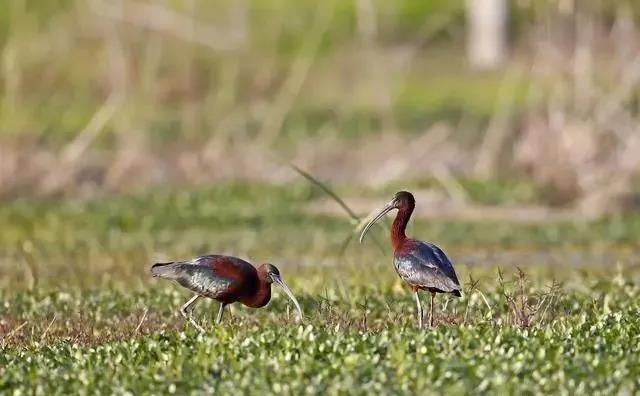 图说贵州贵阳阿哈湖国家湿地公园,贵阳阿哈湖国家湿地公园鸟类