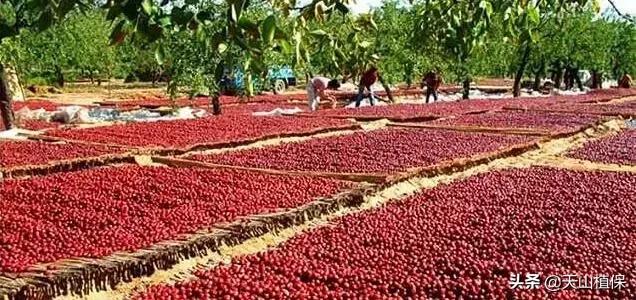 *疆新**库尔勒彻底火了！登上央视让世界瞩目，为库尔勒而骄傲