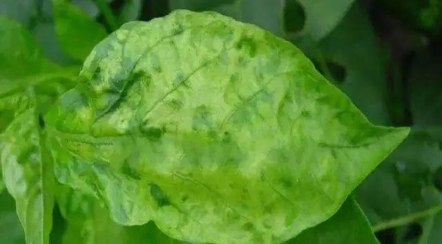 马铃薯这几种病害你都会认吗?认清了以后教你怎么治!(二)